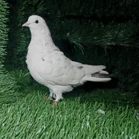کبوتر مهری
