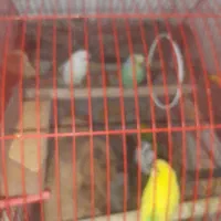 5تامرغ عشق 1عروس هلندی خوب نر...