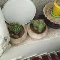 کاکتوس