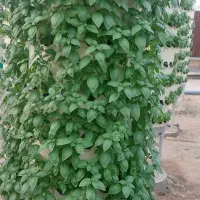 فروش گلخانه ی خاص اروپونیک با تراکم بالا|فروش دفتر صنعتی، کشاورزی، تجاری|نظرآباد, نجم آباد|دیوار