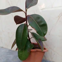 گل فیکوس
