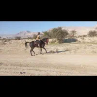 نریون سیاه|اسب و تجهیزات اسب‌سواری|بندرعباس, |دیوار