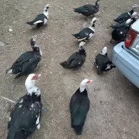 اردک اسراییلی