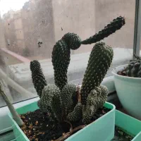 گل های زیبا|گل و گیاه طبیعی|تبریز, |دیوار