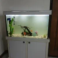 آکواریوم با وسایل وماهی دیسکس3 عدد|ماهی|محمدیه-قزوین, |دیوار