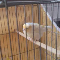 قناری زردزیبا|پرنده|خمینیشهر, |دیوار