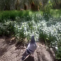 کفترجوجه پلاکی یاجوجه زاغ چشم سیاه یاسبزچشم سیاه