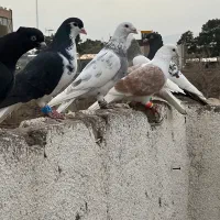 ۲۴تا کفتر پرشی