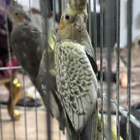 طوطی عروس /هلندی / سرلاک