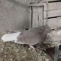 کفتر دم سفید شونی|پرنده|بروجرد, |دیوار