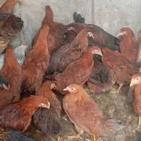 نیمچه مرغ محلی|حیوانات مزرعه|رباط‌کریم, رباط‌کریم|دیوار