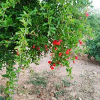 باغ-شهری-زرقان