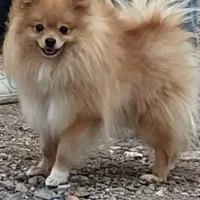 سگ پامرین خرسی