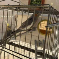 فروش عروس هلندی نر و ماده ب همراه قفس|پرنده|الوند, |دیوار