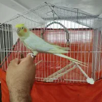 عروس هلندی نر سفید