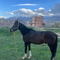 اسب کرد نریان