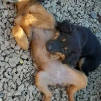 سگ ژرمن