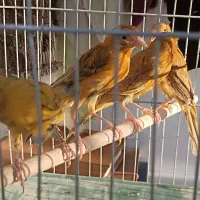 ماده قناری جوان