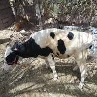 گوساله ماده