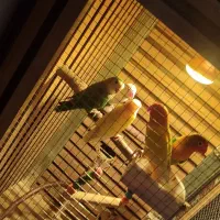 طوطی برزیلی|پرنده|شوش, |دیوار