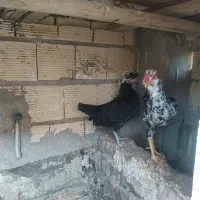 مرغ و خروس کاکلی