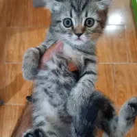 گربه اسکاتیش و بریتیش|گربه|فردیس, دهکده|دیوار