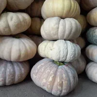 کدو انجیلی بهاره|خوردنی و آشامیدنی|ضیابر, |دیوار