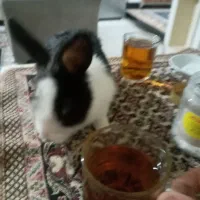 خرگوش باقفس|موش و خرگوش|آزادشهر, |دیوار