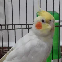 عروس هلندی سخنگو