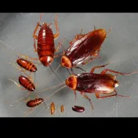 سمپاشی سوسک وحشرات