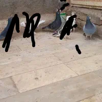 سه عدد کبوتر فروشی