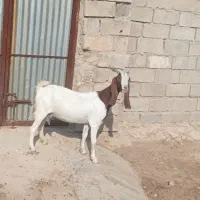 سالار بز دوبهر پاکستانی