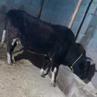 گاو گیل دورگ فقیر فقیر