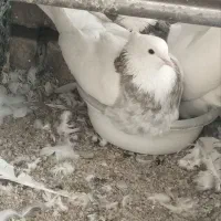 طوقی|پرنده|اصفهان, پارک سلمان فارسی|دیوار