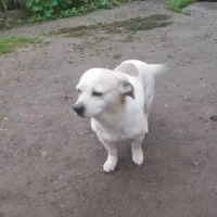 سگ شیواوا|سگ|رشت, دیلمان|دیوار