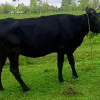 لیشه گاو دورک شیری