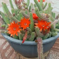 کاکتوس ماری