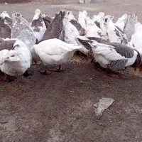 غاز محلی|حیوانات مزرعه|مشگین شهر, |دیوار