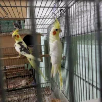 جفت عروس هلندی|پرنده|آمل, |دیوار