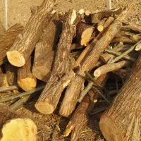 خرید فروش درخت نقدی|عمده‌فروشی|اهر, |دیوار