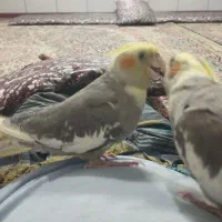 عروس هلندی