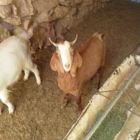 سه عدد بزغاله نر سانن چاق