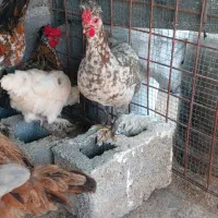 تخم مرغ ۳۰تومن وتعداد ۲۰تومن