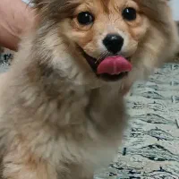 سگ آپارتمانی