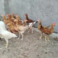 جوجه محلی