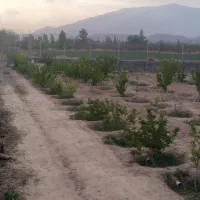 فروش فوری باغ|فروش دفتر صنعتی، کشاورزی، تجاری|بسطام, |دیوار