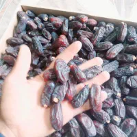 فروش خرما ربی