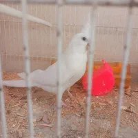 عروس هلندی آلبینو ماده