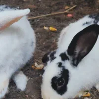 فروش ۴عددخرگوش لپ ومیکس|موش و خرگوش|کوچصفهان, |دیوار