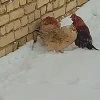 مرغ گلین ریشو|حیوانات مزرعه|گندمان, |دیوار